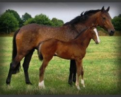 broodmare Ulina BS (Holsteiner, 2004, from Cassini II)