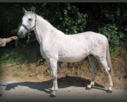 broodmare Olympia BS (Holsteiner, 1999, from Cassini II)