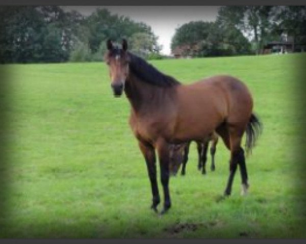 broodmare Why Not K (Holsteiner, 2006, from Quantum)