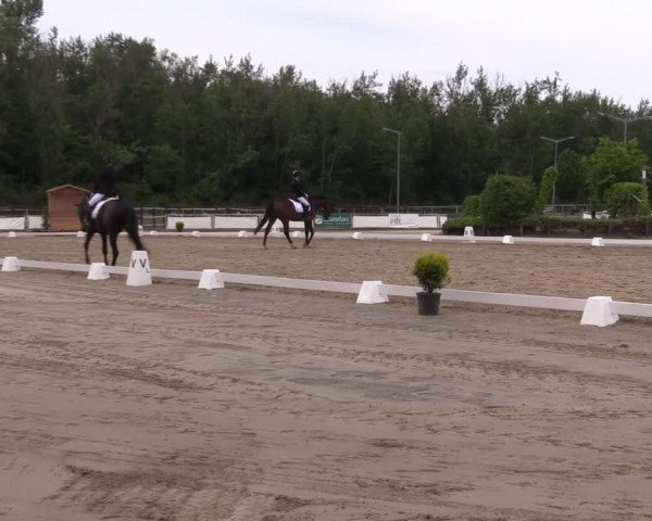 Reitturnier Frechen-Grefrath - Sonnenhof 2022