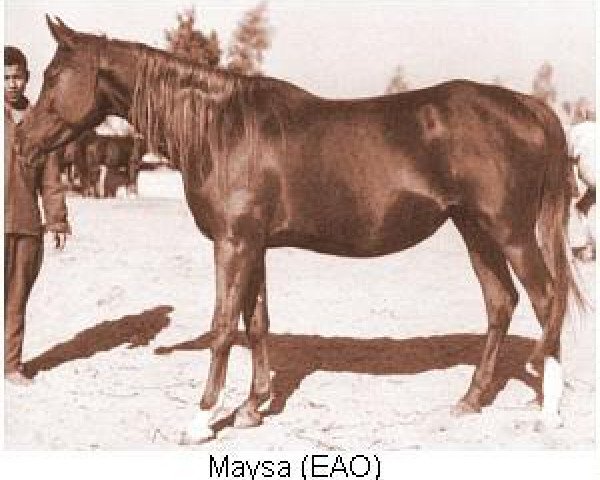 broodmare Maysa 1955 EAO (Arabian thoroughbred, 1955, from Anter 1946 EAO)