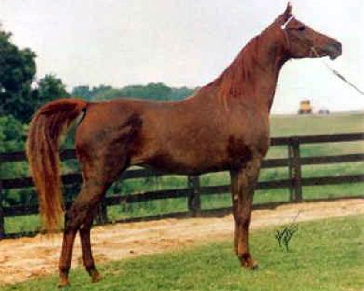 broodmare Magidaa 1964 EAO (Arabian purebred, 1964, from Alaa El Din 1956 EAO)
