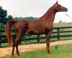 broodmare Magidaa 1964 EAO (Arabian thoroughbred, 1964, from Alaa El Din 1956 EAO)