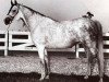 broodmare Nabilahh 1960 EAO (Arabian thoroughbred, 1960, from Anter 1946 EAO)