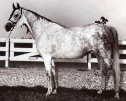 broodmare Nabilahh 1960 EAO (Arabian thoroughbred, 1960, from Anter 1946 EAO)