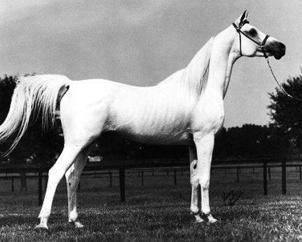 stallion Khofo 1965 EAO (Arabian thoroughbred, 1965, from Morafic 1956 EAO)