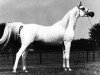 stallion Khofo 1965 EAO (Arabian thoroughbred, 1965, from Morafic 1956 EAO)
