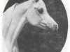 broodmare Bint Magidaa ox (Arabian thoroughbred, 1970, from Khofo 1965 EAO)