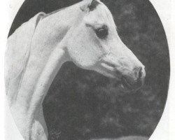 broodmare Bint Magidaa ox (Arabian thoroughbred, 1970, from Khofo 1965 EAO)