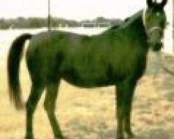 broodmare Bahila 1977 ox (Arabian thoroughbred, 1977, from Ibn Galal I 1973 EAO)