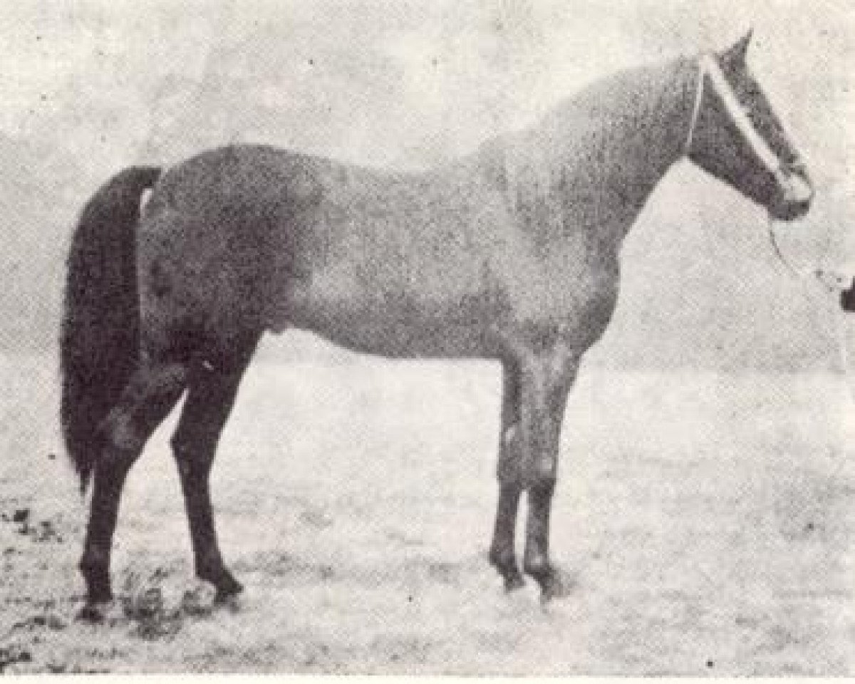 stallion Astraled 1900 ox (Arabian purebred, 1900, from Mesaoud 1887 RAS)