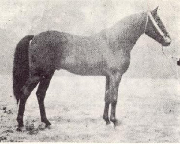 stallion Astraled 1900 ox (Arabian thoroughbred, 1900, from Mesaoud 1887 RAS)
