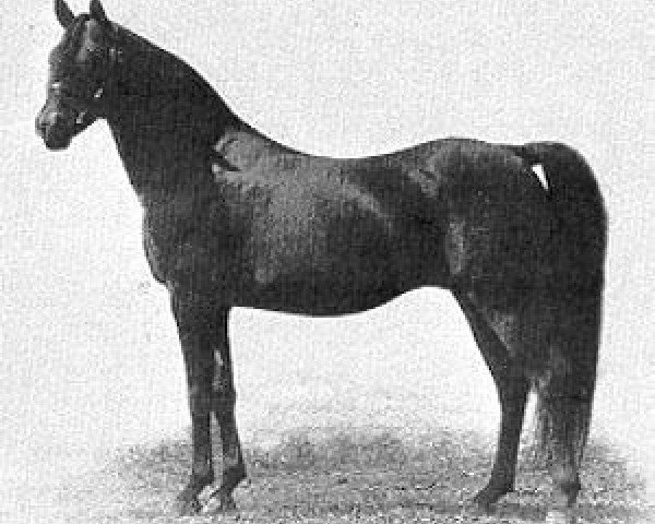 Deckhengst Rustem 1908 ox (Vollblutaraber, 1908, von Astraled 1900 ox)