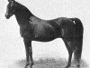 stallion Rustem 1908 ox (Arabian thoroughbred, 1908, from Astraled 1900 ox)