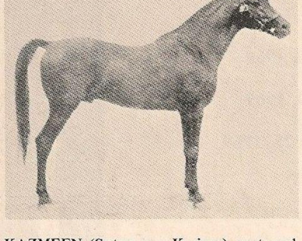 stallion Kazmeen 1916 EAO (Arabian purebred, 1916, from Sotamm 1910 ox)