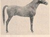 stallion Kazmeen 1916 EAO (Arabian thoroughbred, 1916, from Sotamm 1910 ox)