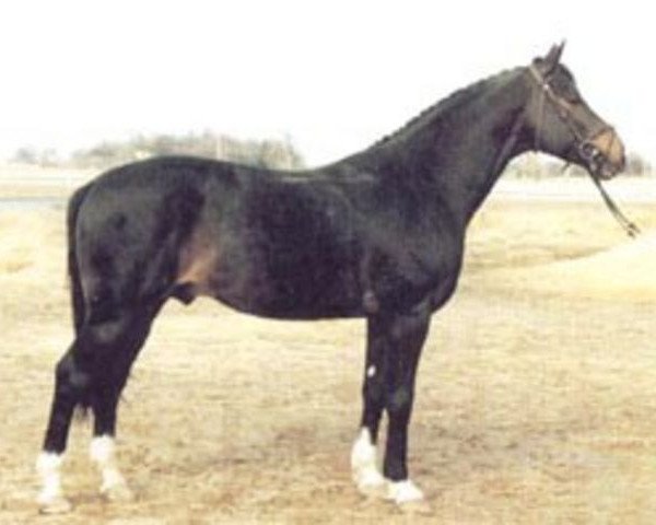 stallion Alpen Fürst (Swedish Warmblood, 1972, from Utrillo)