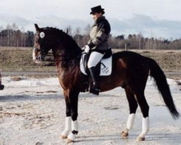 stallion Alpen Corrado (Swedish Warmblood, 1988, from Alpen Fürst)