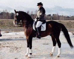 stallion Alpen Corrado (Swedish Warmblood, 1988, from Alpen Fürst)