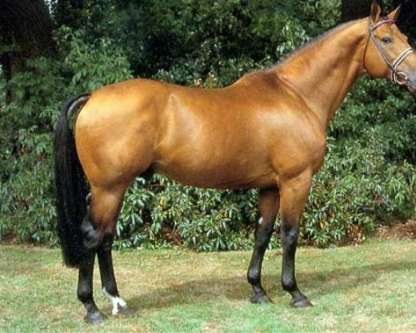 stallion Titus (Oldenburg, 1978, from Tiro)