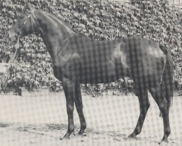 stallion Flaeming xx (Thoroughbred, 1973, from Luciano xx)