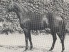 Pferd Flaeming xx (Englisches Vollblut, 1973, von Luciano xx)