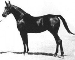 broodmare Bint Sabah ox (Arabian thoroughbred, 1986, from Sahrib ox)