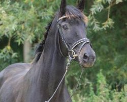 broodmare Rubinzauber (Hanoverian, 2002, from Rubin Royal OLD)