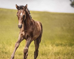 Dressurpferd Gacia Zackordonna (Oldenburger, 2022, von Blue Hors Zackorado)