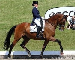 dressage horse Versace (KWPN (Royal Dutch Sporthorse), 2002, from Flemmingh)