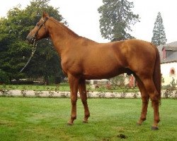 stallion Gunter D'L'Herbage (Selle Français, 1994, from Rosire)