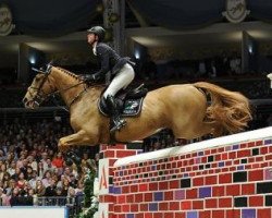 Pferd Noctambule Courcelle (Selle Français, 2001, von Fidelio du Donjon)