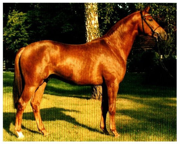 Pferd Oxford (Trakehner, 1995, von Arogno)