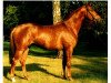 Pferd Oxford (Trakehner, 1995, von Arogno)