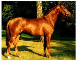 Pferd Oxford (Trakehner, 1995, von Arogno)