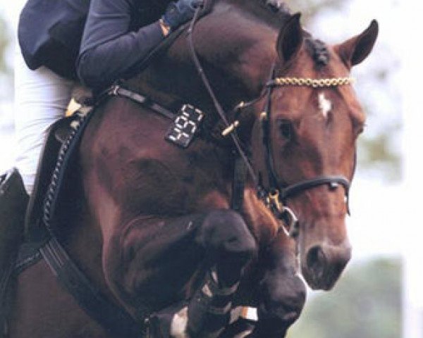 stallion Sandro Boy Junior (Westphalian, 2001, from Sandro Boy)