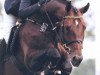 stallion Sandro Boy Junior (Westphalian, 2001, from Sandro Boy)