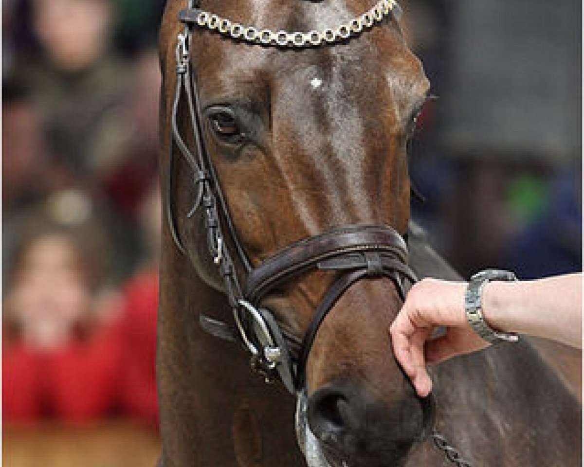 Deckhengst Veron (KWPN (Niederländisches Warmblut), 2002, von Quite Easy I)