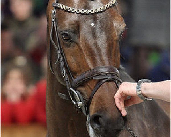 stallion Veron (KWPN (Royal Dutch Sporthorse), 2002, from Quite Easy I)