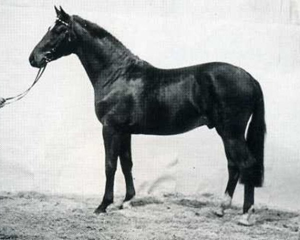 stallion Fabio II (Holsteiner, 1983, from Fernando I)