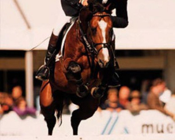 stallion Ramonus (Hanoverian, 1992, from Ramiro Z)