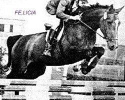 broodmare Felicia (Swedish Warmblood, 1966, from Utrillo)