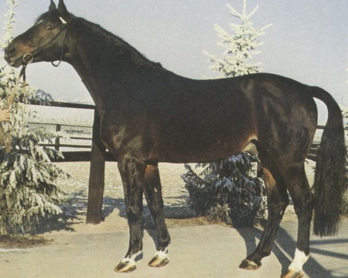 stallion Waidwerk (Hanoverian, 1968, from Waidmannsdank xx)