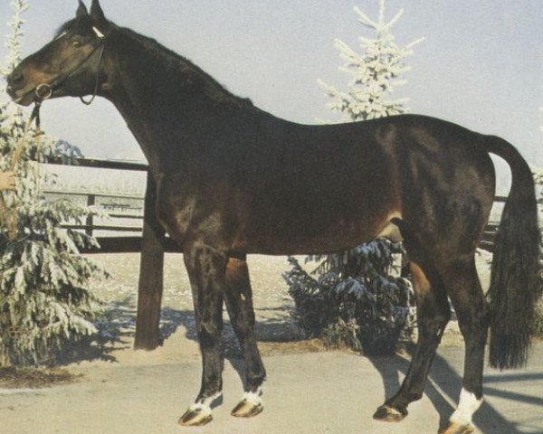 stallion Waidwerk (Hanoverian, 1968, from Waidmannsdank xx)