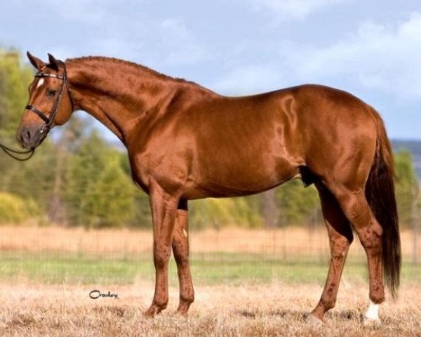stallion Waterford (Hanoverian, 1996, from Wolkenstein II)