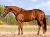 stallion Waterford (Hanoverian, 1996, from Wolkenstein II)