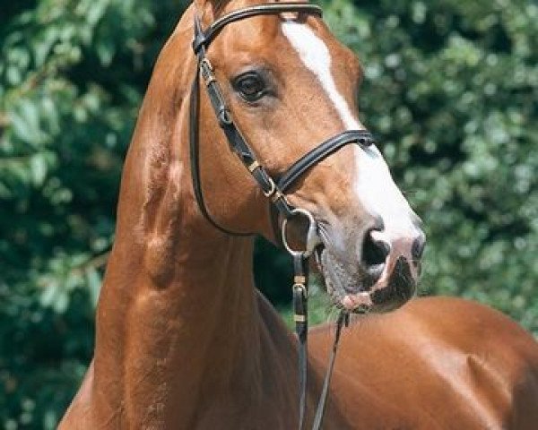 stallion Raphanus (Hanoverian, 1987, from Raphael)