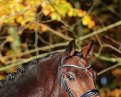 dressage horse Sans Soucis T (Hanoverian, 2012, from Spörcken)