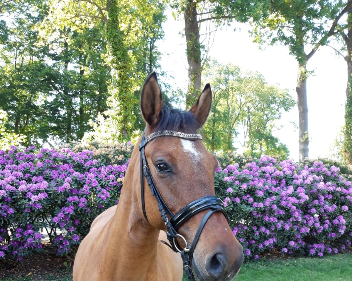 dressage horse Nasdaq's Stern (German Riding Pony, 2015, from NASDAQ FH)