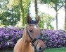 dressage horse Nasdaq's Stern (German Riding Pony, 2015, from Nasdaq Fh)